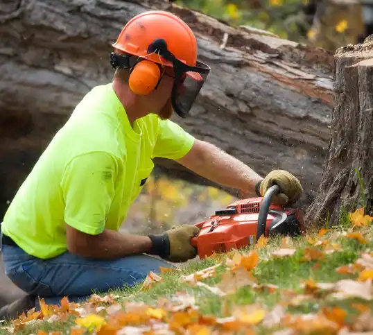 tree services Locust Valley